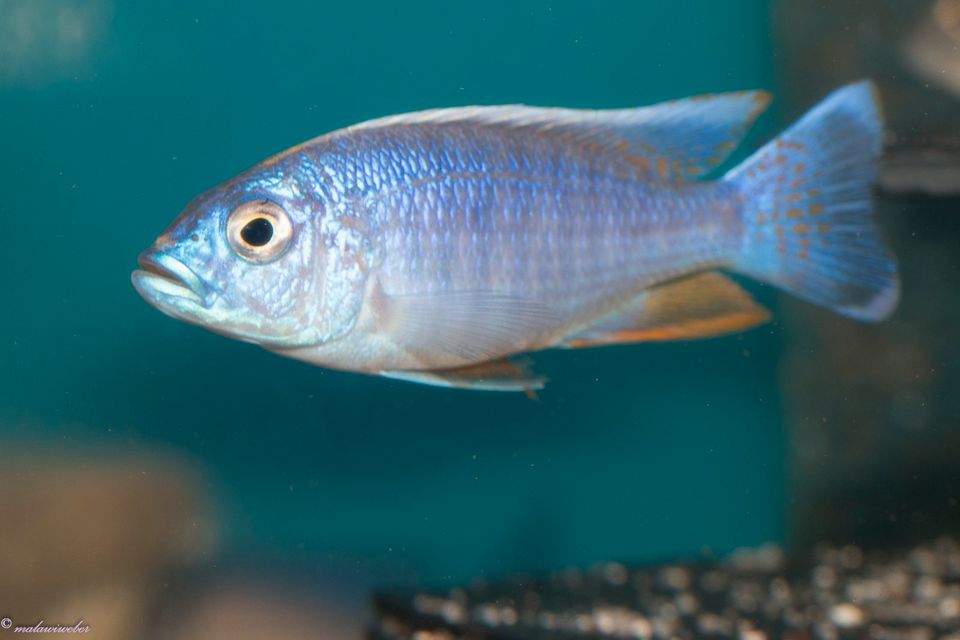 Sciaenochromis fryeri „ahli“ Malawi-Buntbarsch in Taura