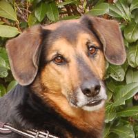 Snorre, Schäfer-Mix, 6 Jahre, männlich, Tierhilfe Franken e.V. Bayern - Lauf a.d. Pegnitz Vorschau