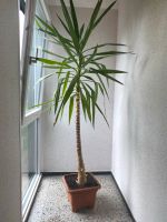 Palme Pflanze mit Vase Nordrhein-Westfalen - Lünen Vorschau