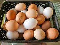 Frische Eier von Freilandhaltunghühne Bayern - Ingolstadt Vorschau