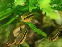 Zwergpanzerwels Corydoras pygmäus Thüringen - Gera Vorschau