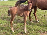 Quarter Horse filly 2024 spooks n jewels x gsn Sachsen - Neumark Vorschau