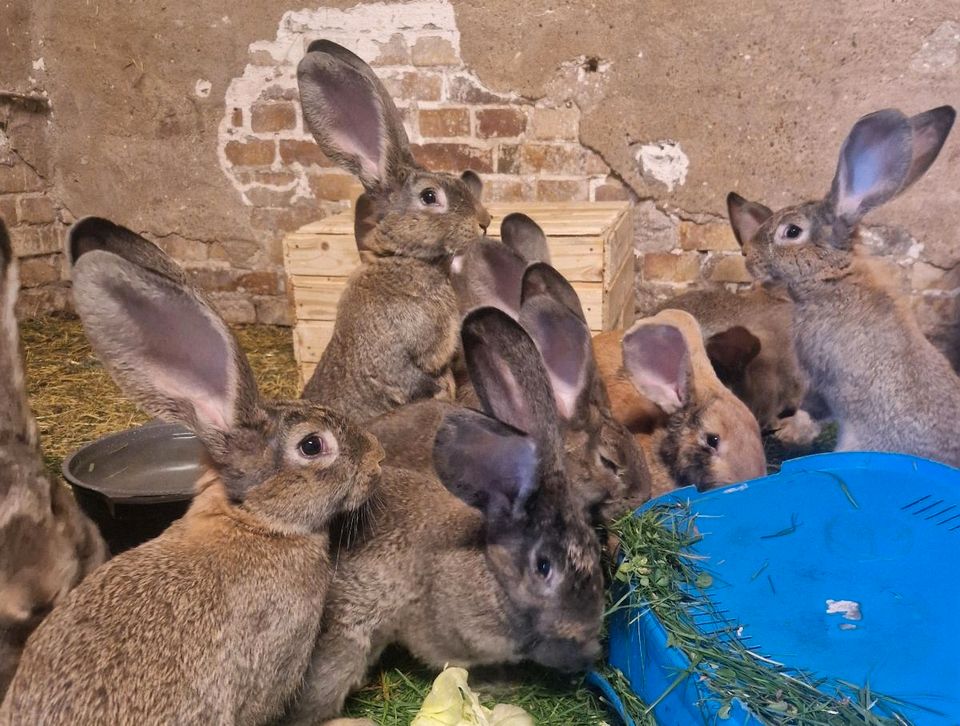 Deutsche Riesen Kaninchen 12 Wochen alt in Bitterfeld