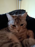 Katze vermisst  in Börholz Nordrhein-Westfalen - Nettetal Vorschau