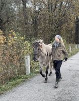 Konik-Stute, exzellentes Freizeitpferd, Falbe, Grullo, Traumpferd Dresden - Äußere Neustadt Vorschau