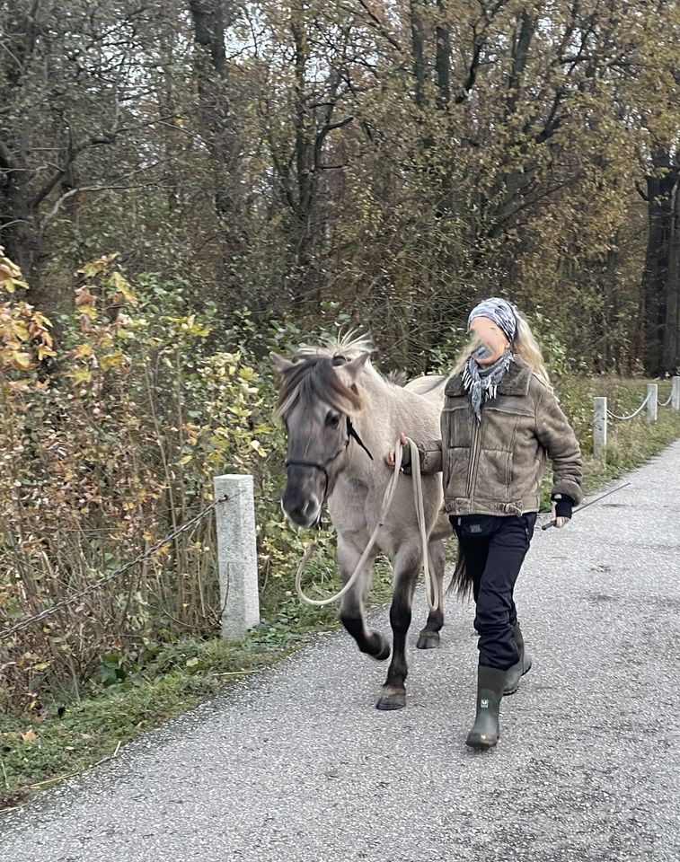 Konik-Stute, exzellentes Freizeitpferd, Falbe, Grullo, Traumpferd in Dresden