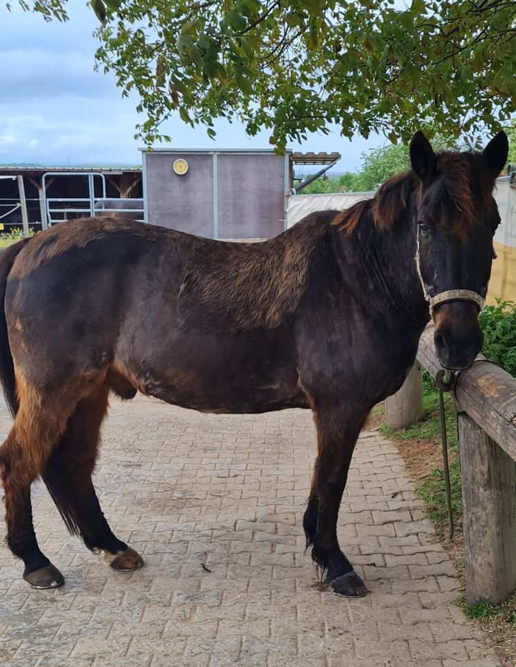 Reitbeteiligung (auch gerne Eltern mit Kind) in Möglingen 