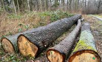 Kaufen dicke Baumstämme ab 80cm Durchmesser mit Abholung Niedersachsen - Wienhausen Vorschau