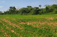 10.000 ha Grundstück mit 2 Häuser und vieles mehr in Caaguazu Brandenburg - Zossen-Zesch am See Vorschau