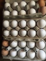 Eier von glücklichen Hühnern zu verkaufen Nordvorpommern - Landkreis - Süderholz Vorschau
