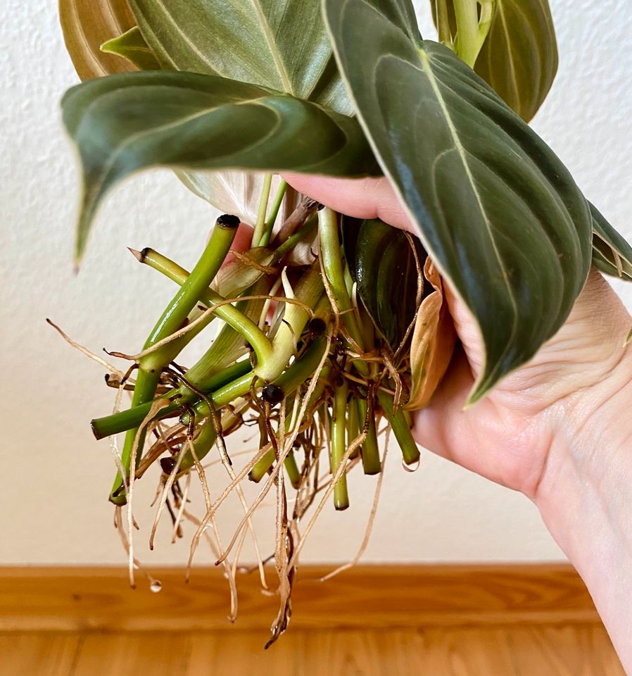 Philodendron melanochrysum, Steckling bewurzelt in Wölfersheim