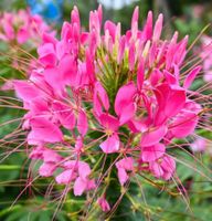 Spinnenblumensamen Sachsen-Anhalt - Halle Vorschau