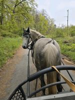 Fahrpony Spanier Stute Pony Hessen - Lauterbach (Hessen) Vorschau