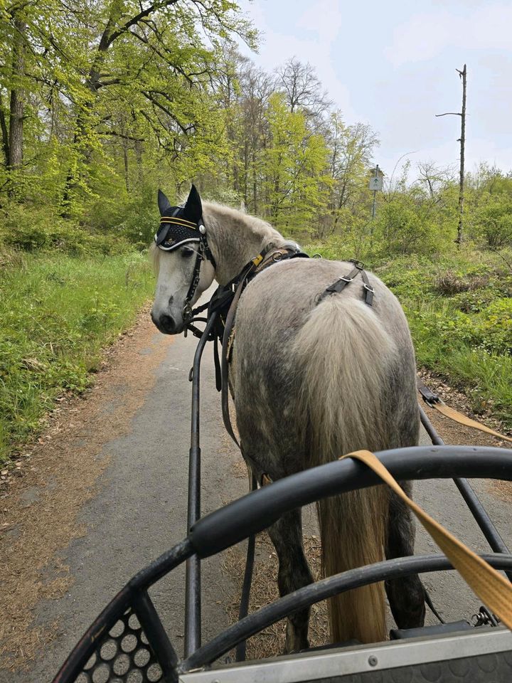 Fahrpony Spanier Stute Pony in Lauterbach (Hessen)