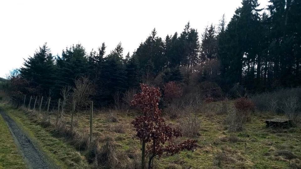 Waldparzelle in Boverath