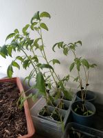 Tomatenpflanzen 8 St. Sachsen-Anhalt - Halle Vorschau
