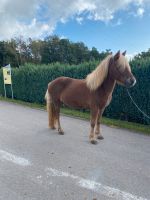 8 jährige Fünfgang Stute Saarland - Gersheim Vorschau