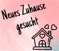 DRINGEND neues zu Hause gesucht Niedersachsen - Papenburg Vorschau