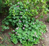 Basken-Storchschnabel Geranium endressii winterhart Duisburg - Rumeln-Kaldenhausen Vorschau