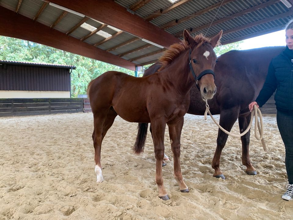 Quarter Horse Jährlingshengst von Best Spook in Ennepetal