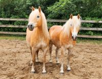 Haflinger, Freizeitpferd Brandenburg - Ziezow Vorschau