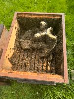 starke Bienenvölker | Carnica Zander | +Gesundheitszeugnis Nordrhein-Westfalen - Lohmar Vorschau