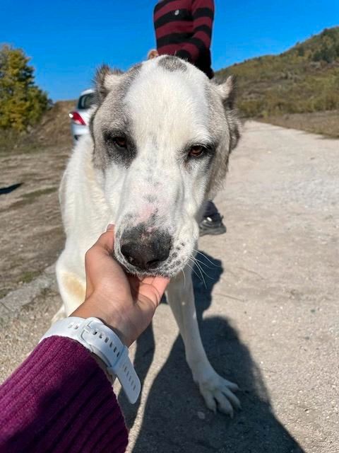 MARTINO Rüde Tierschutz Hund in Weira