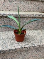 Agave dunkelgrün Leipzig - Engelsdorf Vorschau