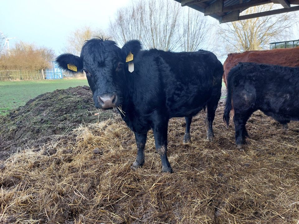 Dexter - 2 reinrassige genetisch hornlose Kühe in Boitzenburger Land