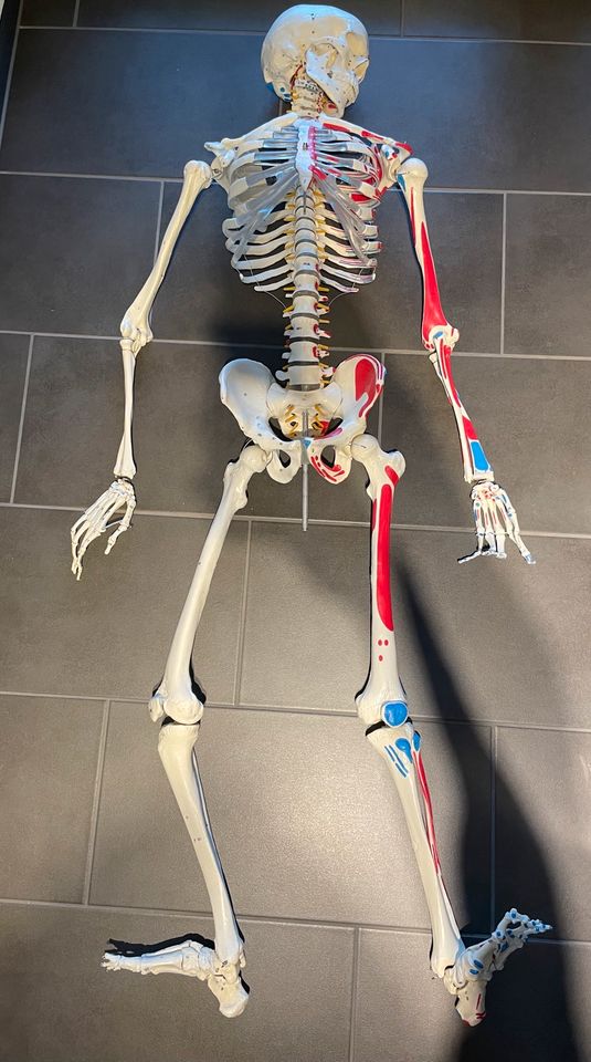 Medizinisches Skelettmodell in Oberhausen