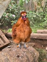 Seidenhuhn Hähne 1 Jahr alt Bayern - Mitterteich Vorschau