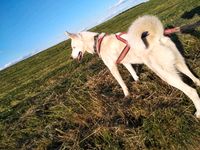 Husky Rüde Baden-Württemberg - Forchtenberg Vorschau