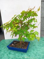 Bonsai Jap. Fächerahorn Acer palmatum Rheinland-Pfalz - Waldrohrbach Vorschau