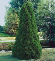 Lebensbaum Thuja occidentalis Smaragd Heckenpflanze Nordrhein-Westfalen - Simmerath Vorschau