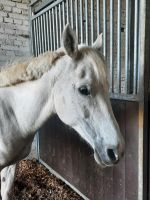 Umgang mit dem Pferd lernen Reiten lernen Niedersachsen - Bispingen Vorschau