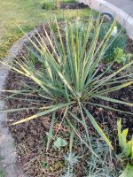 Palmlilie - Gartebpflanze Hessen - Biebertal Vorschau