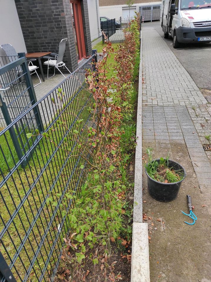 Gartenpflege Rasenpflege Grünschnitt arbeiten Unkraut entfernen in Hückelhoven