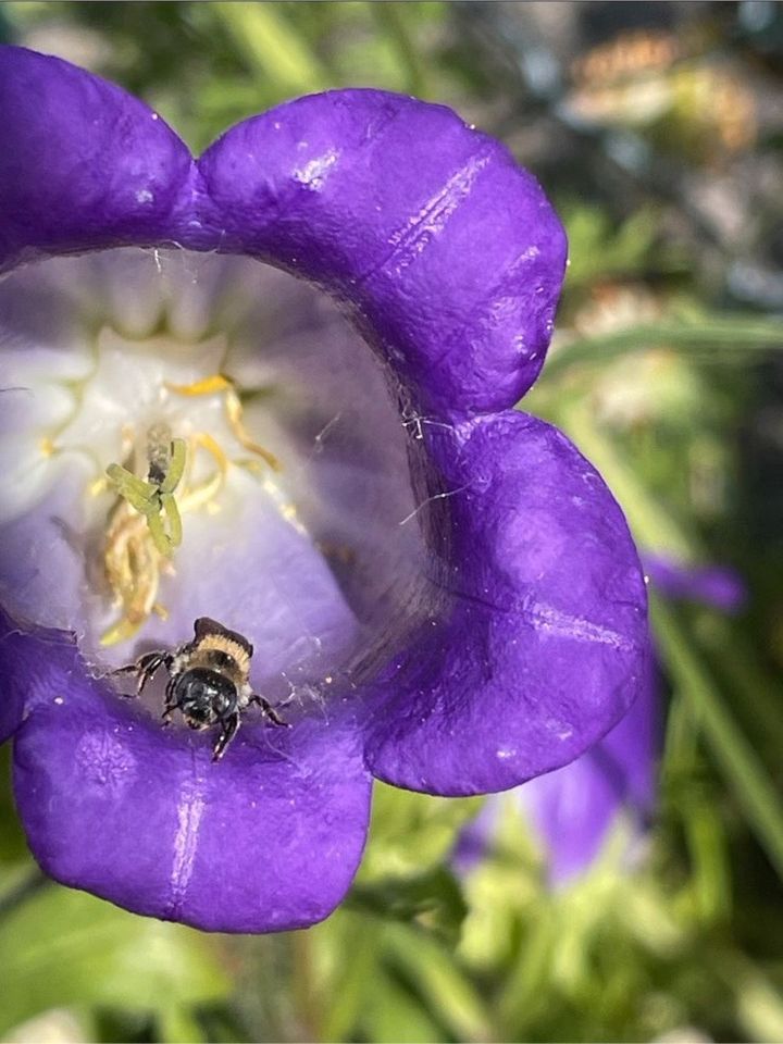 20 Samen Marien-Glockenblume, Garten Beet Bienen Insekten in Baldham