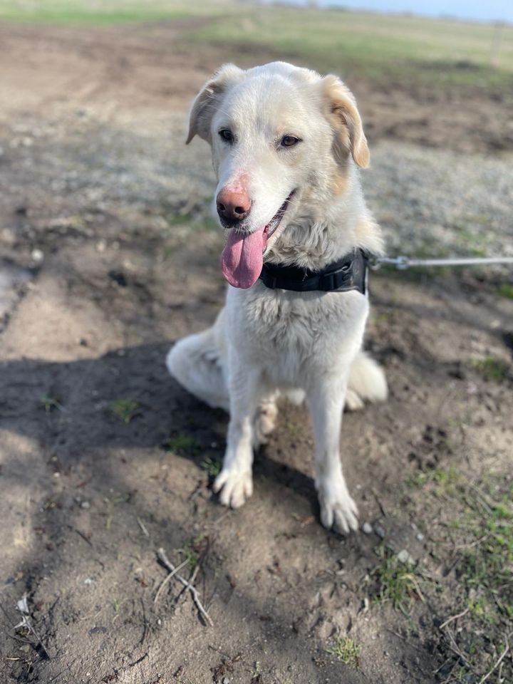 Große Schmusebacke Xena sucht ihr Heim in Germersheim