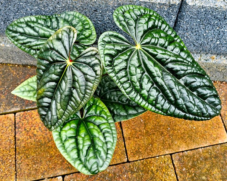 Große Anthurium Luxurians - M1 in Obertshausen