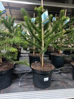 Araucaria araucana Araukarie Chilenische Schmucktanne 85-95cm Nordrhein-Westfalen - Nordkirchen Vorschau