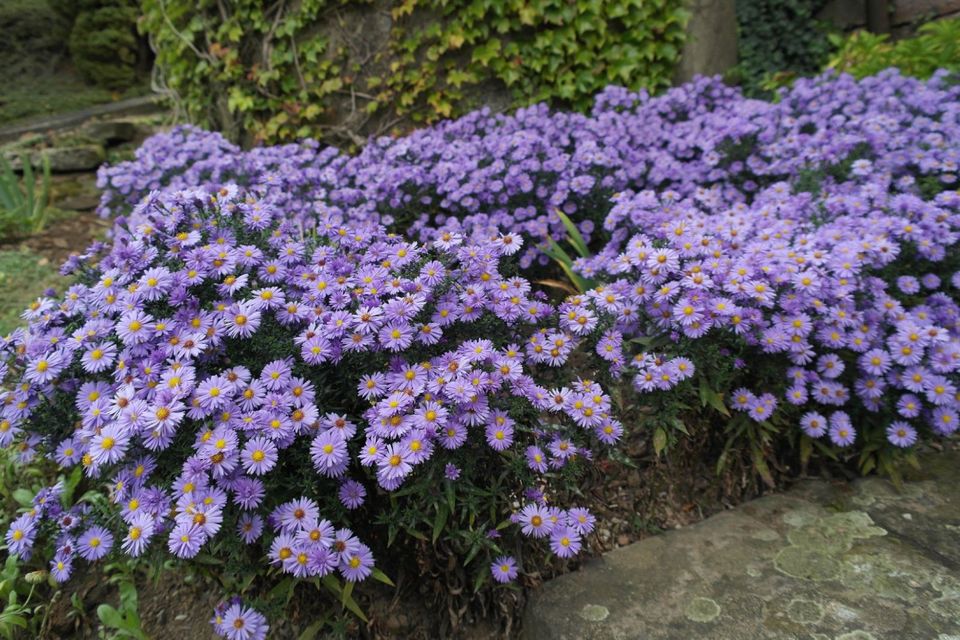 20 versch. Lilien Iris Schwertlilien u. Stauden in Künzell