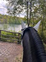 Plätze frei in privater Pferdehaltung Paddocktrail Shetty Hessen - Mühlheim am Main Vorschau