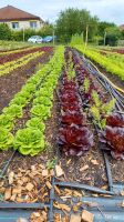 Suche Acker oder Gartenland für Gemüseanbau Brandenburg - Ludwigsfelde Vorschau