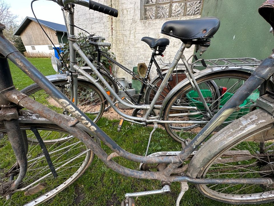 Diverse Fahrräder Fahrrad Tandem Rad Peugeot Rennrad scheunenfund in Nordhackstedt