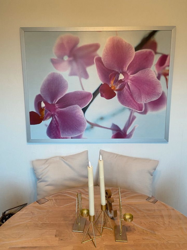 Bild Orchidee pink in Schacht-Audorf