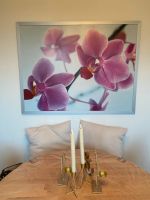 Bild Orchidee pink Schleswig-Holstein - Schacht-Audorf Vorschau