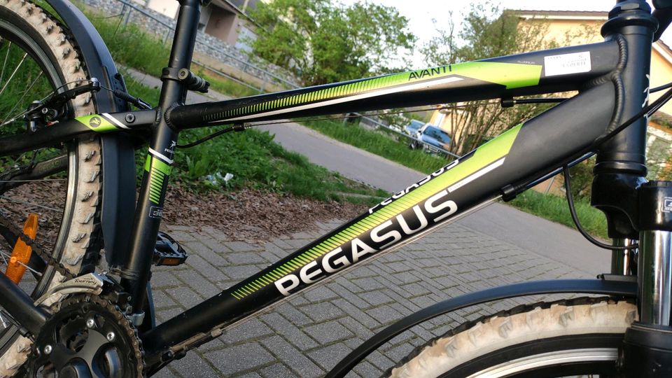 Pegasus Jugend Fahrrad in Lahr (Schwarzwald)