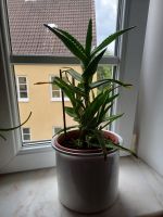 Baum Aloe,  immergrün 1x im Jahr Blühend Altona - Hamburg Groß Flottbek Vorschau