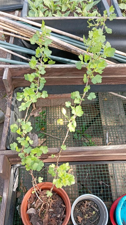 Stachelbeeren Setzlinge in Schwäbisch Gmünd